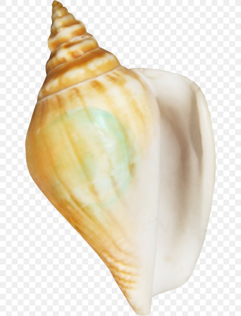 Conchology Seashell Sea Snail Shankha Clip Art, PNG, 650x1076px, Conchology, Blog, Conch, Flower, Garden Roses Download Free