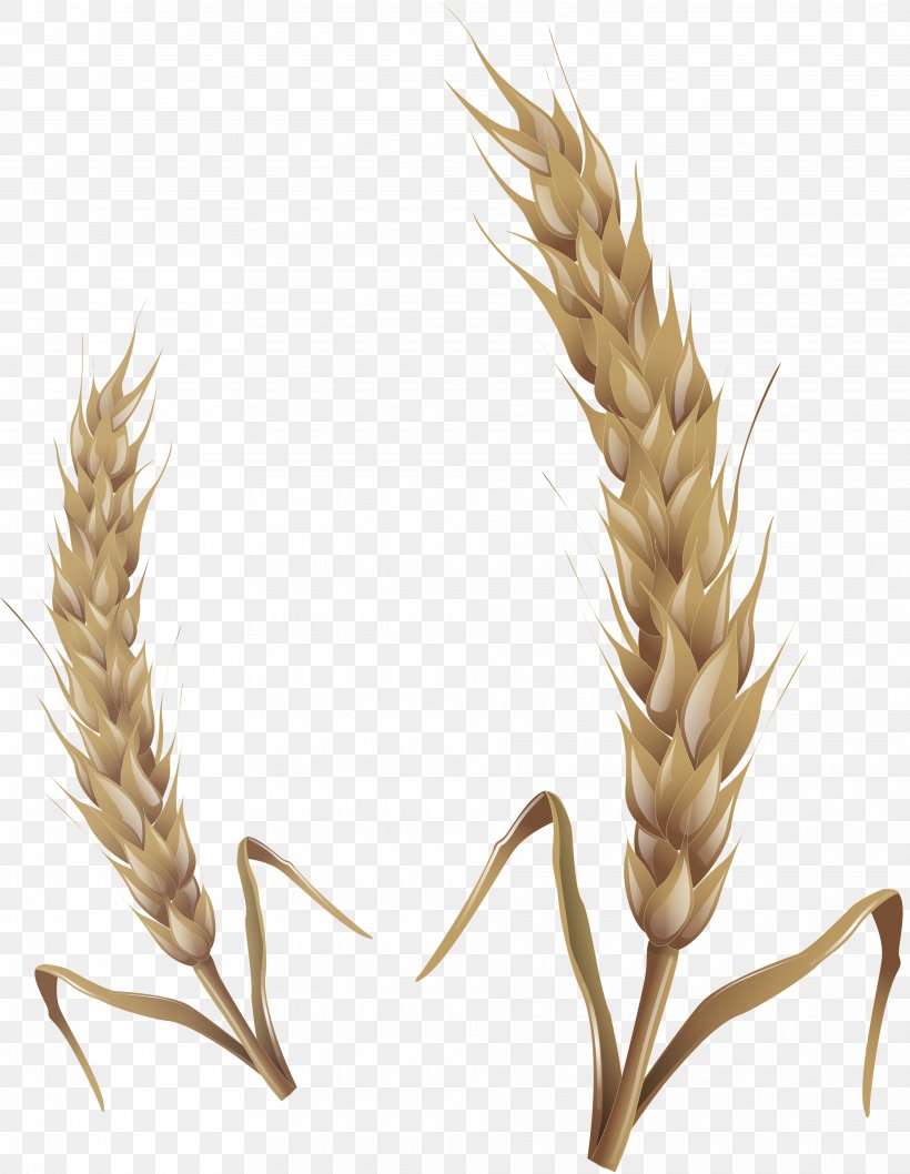 Emmer Oat Caryopsis Clip Art, PNG, 3859x4981px, Emmer, Caryopsis, Cereal, Cereal Germ, Commodity Download Free