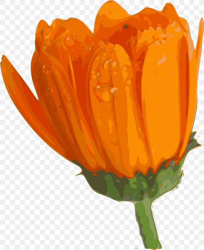 Flower Rose Clip Art, PNG, 1965x2400px, Flower, Animation, Common Daisy, Flowering Plant, Orange Download Free