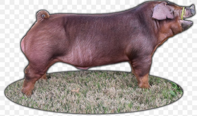 Duroc Pig Breed Industry Snout, PNG, 3376x1999px, Duroc Pig, Breed, Dog Breed, Dog Like Mammal, Domestic Pig Download Free
