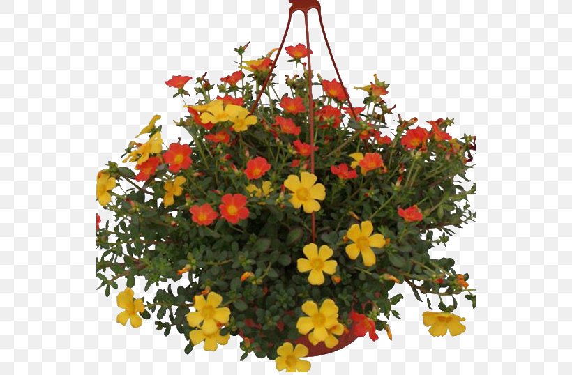 Flowerpot Houseplant Love, PNG, 547x538px, Flower, Annual Plant, Cheesewood, Color, Fatherland Download Free