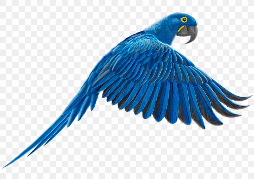 Macaw Feather Parakeet Lovebird Beak, PNG, 1000x707px, Macaw, Beak, Bird, Blueandyellow Macaw, Business Download Free