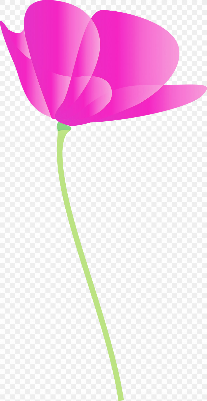 Poppy Flower, PNG, 1551x3000px, Poppy Flower, Anthurium, Balloon, Cut Flowers, Flower Download Free