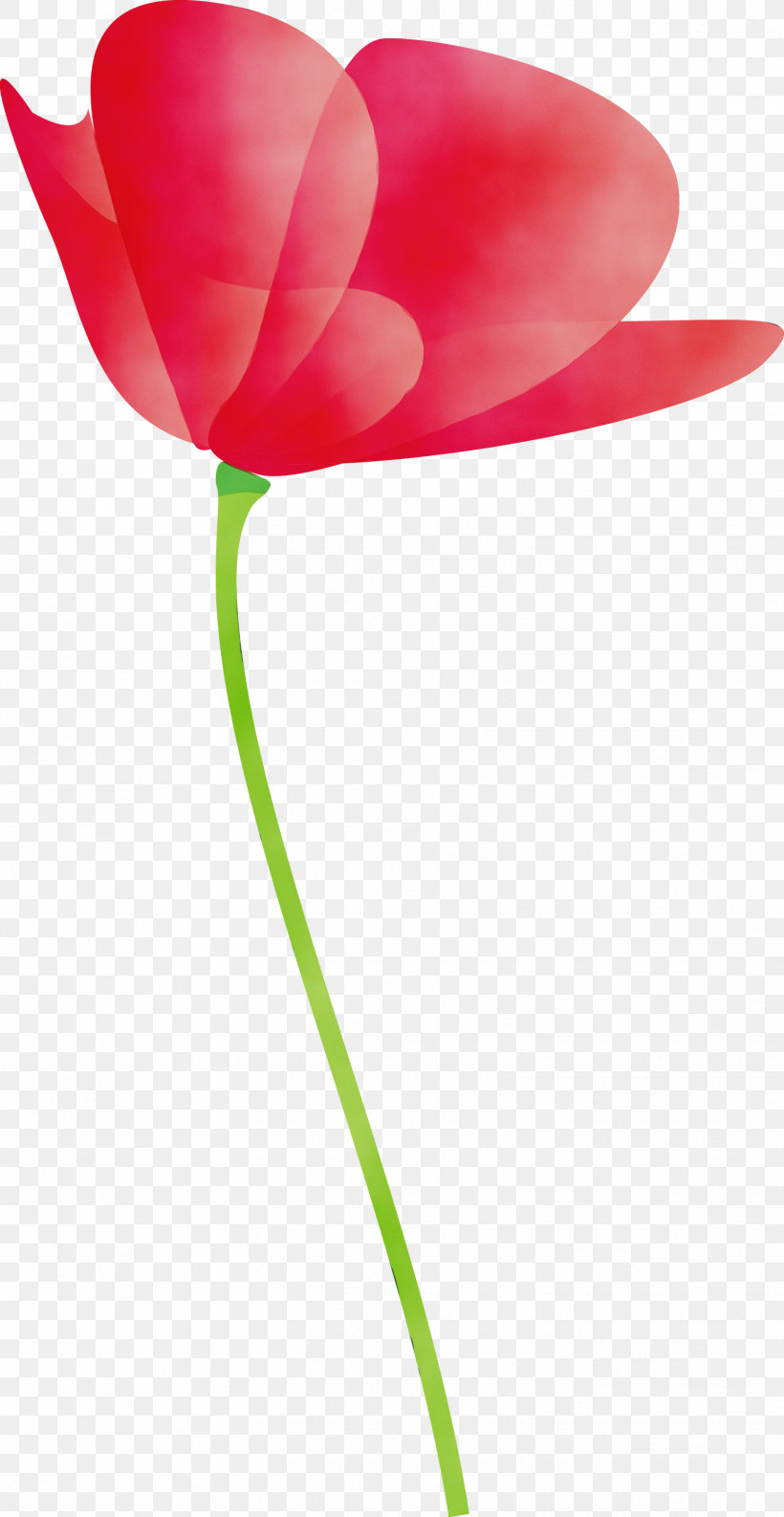 Tulip Red Petal Flower Pink, PNG, 1551x3000px, Poppy Flower, Anthurium, Coquelicot, Cut Flowers, Flower Download Free