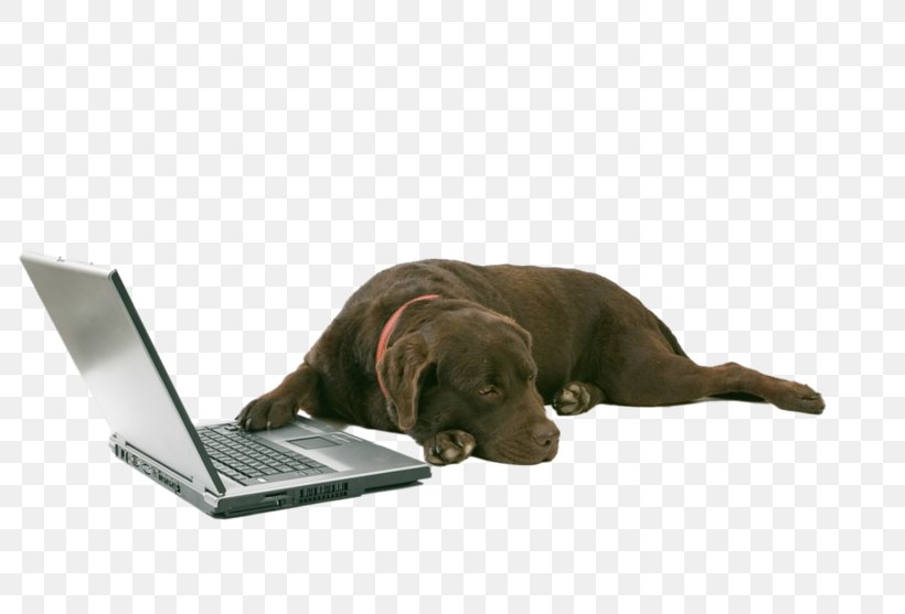 Cane Corso Labrador Retriever Puppy Laptop Bullmastiff, PNG, 800x557px, Cane Corso, Animal, Bullmastiff, Carnivoran, Companion Dog Download Free