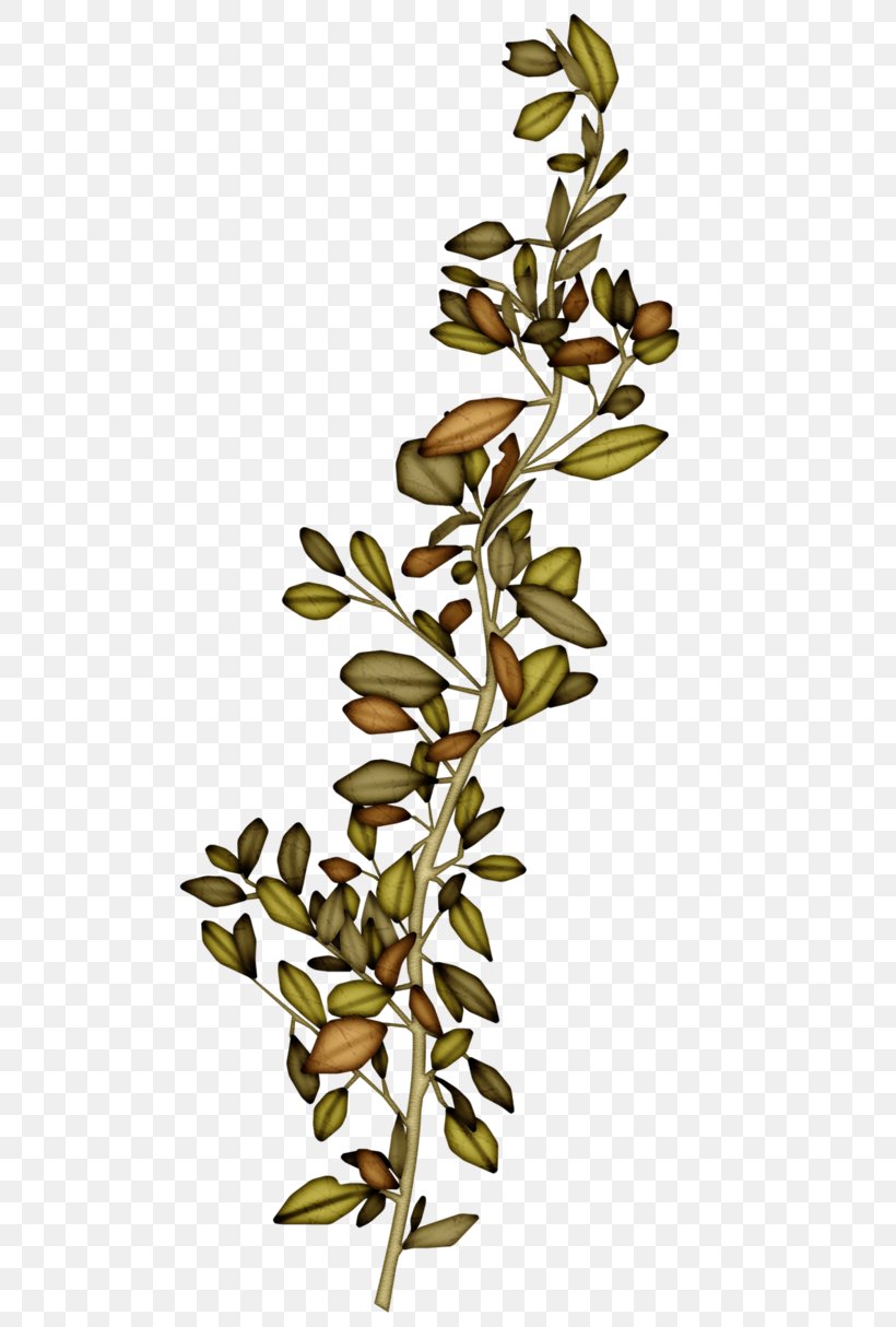 Leaf Twig Plant, PNG, 500x1214px, Leaf, Branch, Cut Flowers, Drawing, Petal Download Free