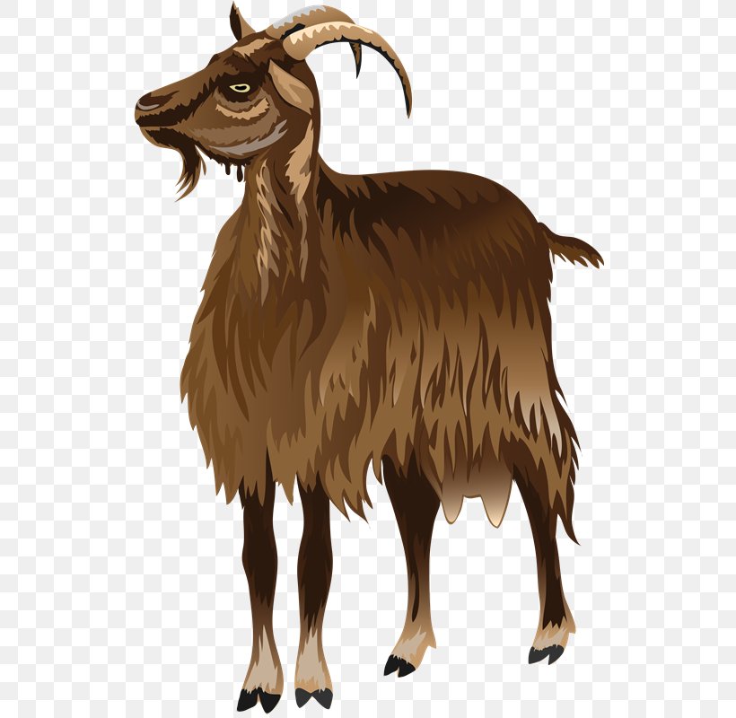 Barbary Sheep Sheep–goat Hybrid Argali, PNG, 526x800px, Sheep, Argali, Barbary Sheep, Beak, Camel Like Mammal Download Free