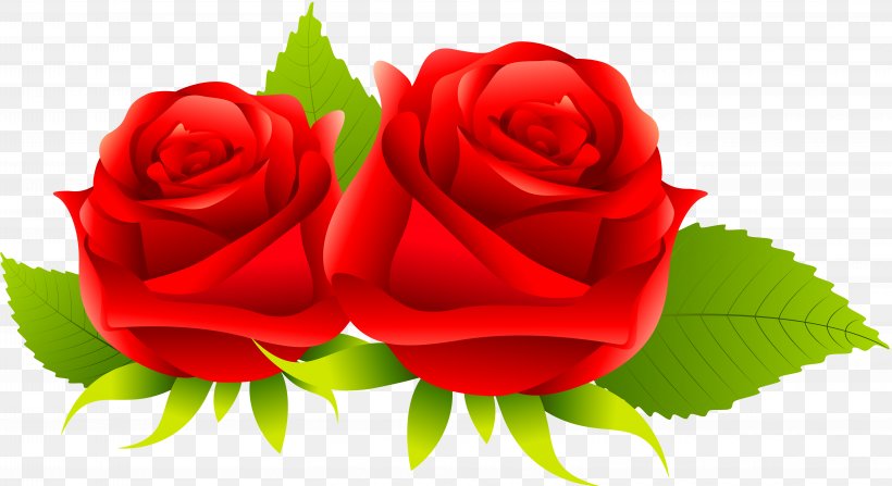 Centifolia Roses Rosa Gallica Garden Roses Flower, PNG, 6046x3301px, Centifolia Roses, Close Up, Cut Flowers, Floristry, Flower Download Free