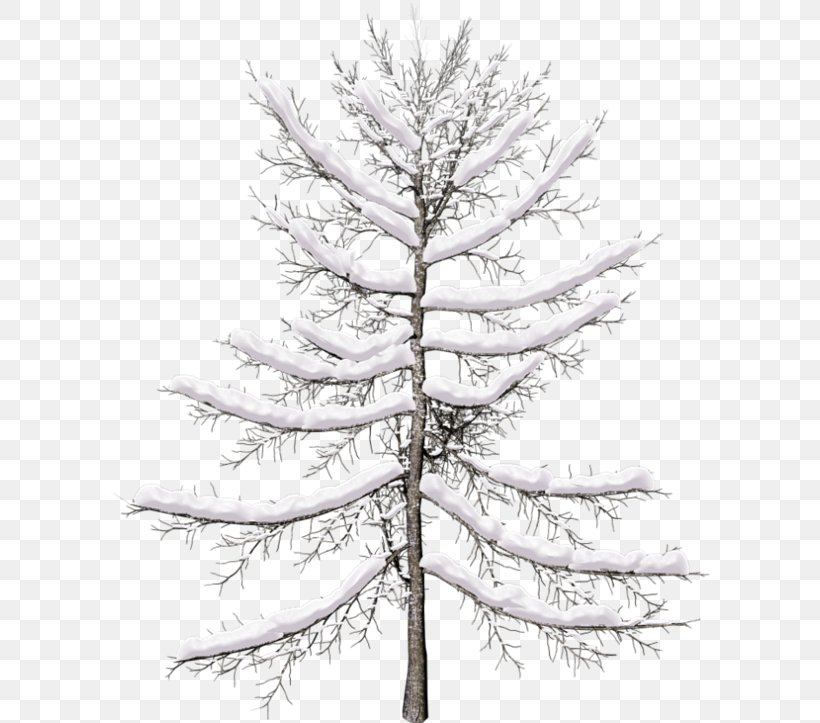 Christmas Black And White, PNG, 600x723px, Spruce, American Larch, Arborvitae, Balsam Fir, Blackandwhite Download Free
