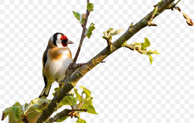 Finches Birds Beak Twig Tree, PNG, 1280x812px, Finches, Beak, Biology, Birds, Passerine Download Free