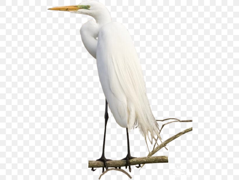 Great Egret Crane White Stork Bird Ibis, PNG, 500x617px, Great Egret, Beak, Bird, Ciconiiformes, Crane Download Free