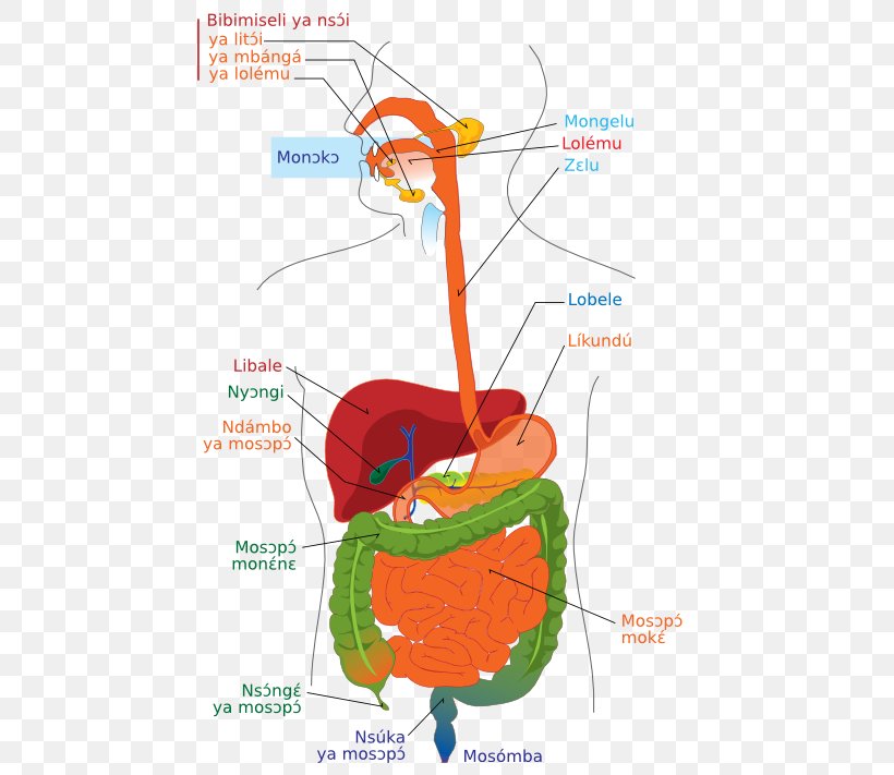 Human Digestive System Diagram Gastrointestinal Tract Digestion Human Body, PNG, 503x711px, Watercolor, Cartoon, Flower, Frame, Heart Download Free