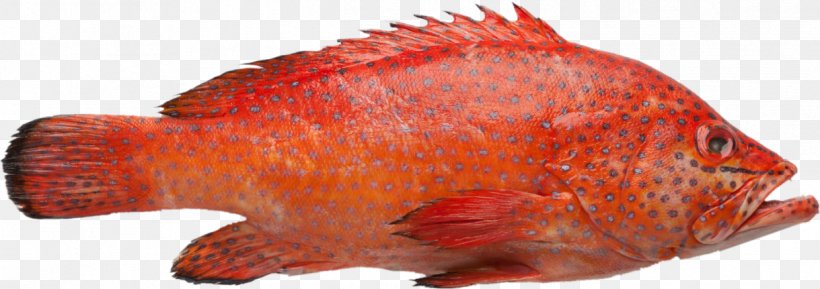 Northern Red Snapper Red Grouper Fish White Grouper Brown Spotted Reef Cod, PNG, 1219x431px, Northern Red Snapper, Amberjack, Brown Spotted Reef Cod, Epinephelus, Fauna Download Free