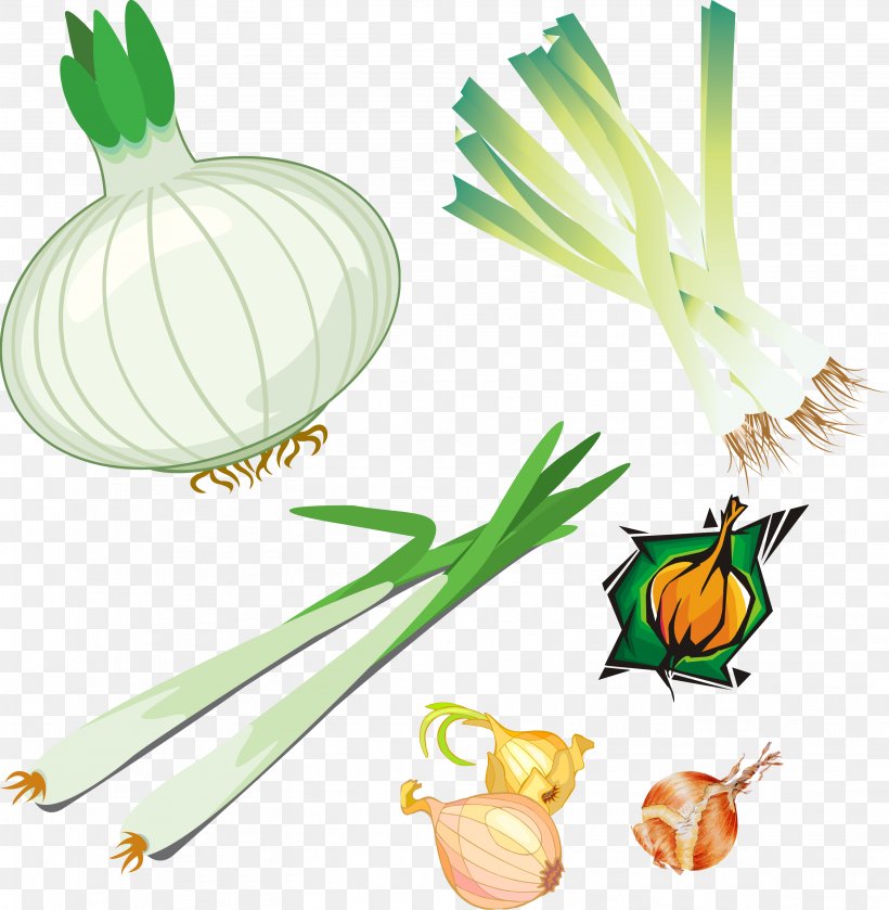 Onion Allium Fistulosum Vegetable Lunar Calendar, PNG, 3142x3217px, Onion, Allium, Allium Fistulosum, Bulb, Calendar Download Free