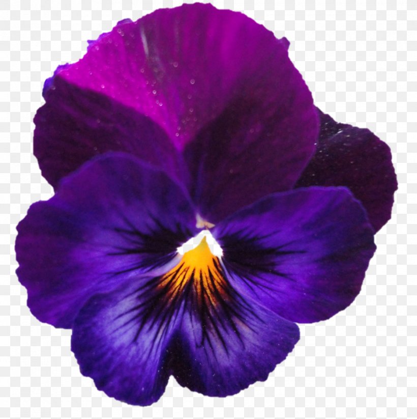 Pansy Violet Petal, PNG, 1120x1125px, Pansy, Flower, Flowering Plant, Magenta, Petal Download Free