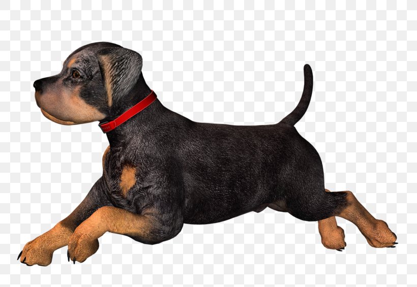 Puppy Dog Clip Art, PNG, 800x565px, Puppy, Blog, Carnivoran, Dog, Dog Breed Download Free