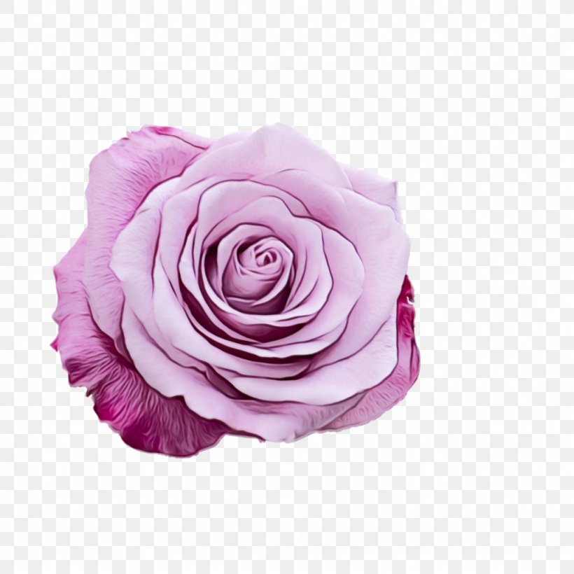 Purple Watercolor Flower, PNG, 1024x1024px, Watercolor, Cabbage Rose, Cut Flowers, Floribunda, Flower Download Free