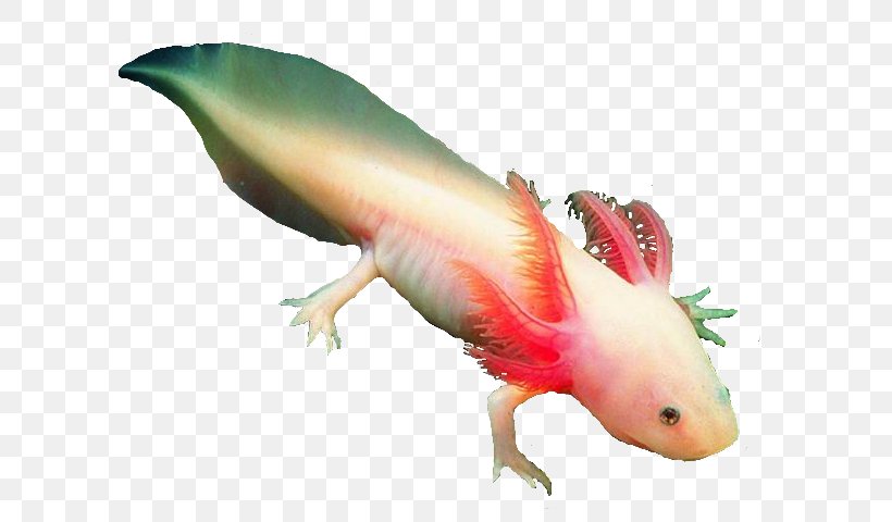 Salamander Axolotl Clip Art Image, PNG, 644x480px, Salamander, Amphibian, Amphibians, Animal Figure, Axolotl Download Free