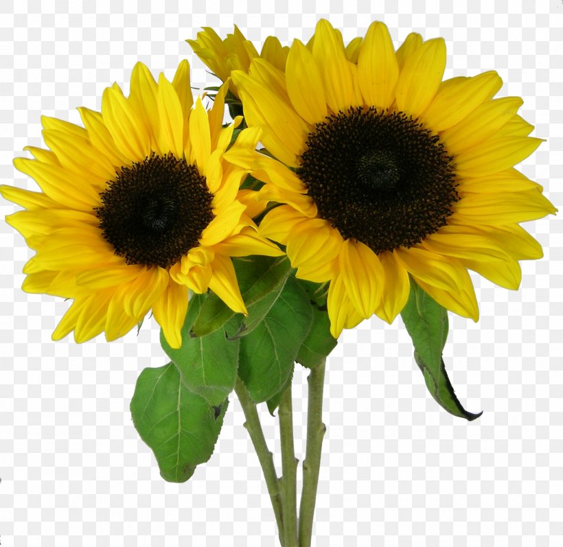 Sunflowers Desktop Wallpaper Clip Art, PNG, 1600x1556px, Sunflowers, Annual Plant, Bumblebee, Cut Flowers, Daisy Family Download Free