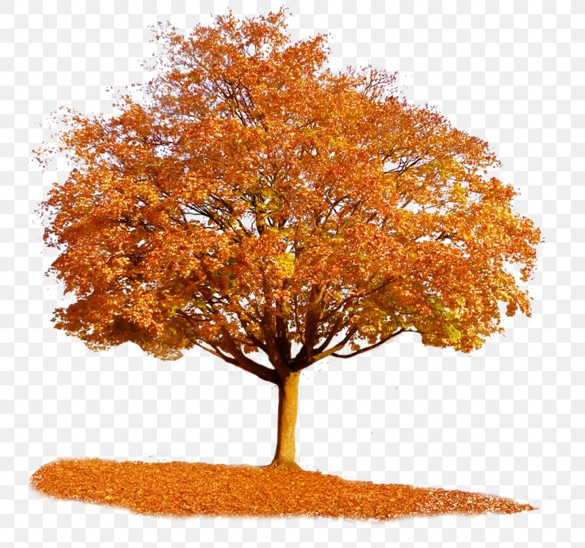 Tree Autumn Clip Art, PNG, 743x768px, Tree, Autumn, Autumn Leaf Color, Boxelder Maple, Deciduous Download Free