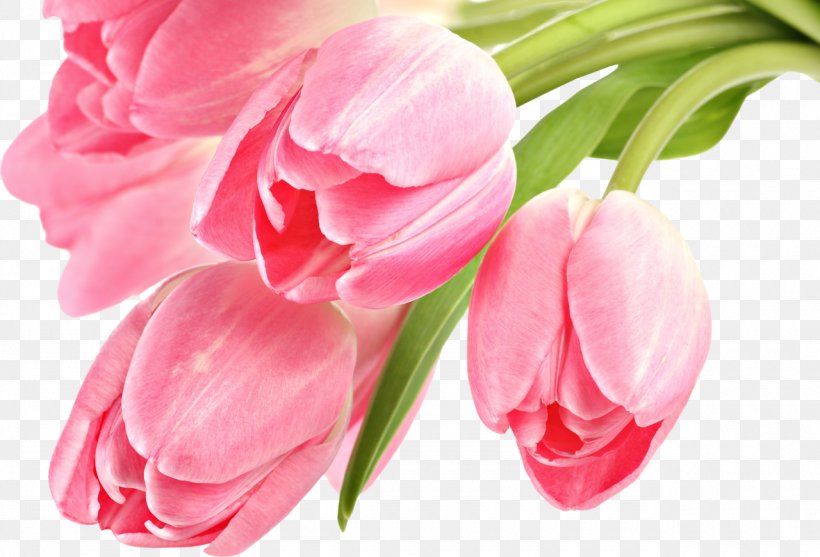 Tulip Desktop Wallpaper Pink Flowers Clip Art, PNG, 1280x871px, 4k Resolution, Tulip, Artificial Flower, Bud, Cut Flowers Download Free
