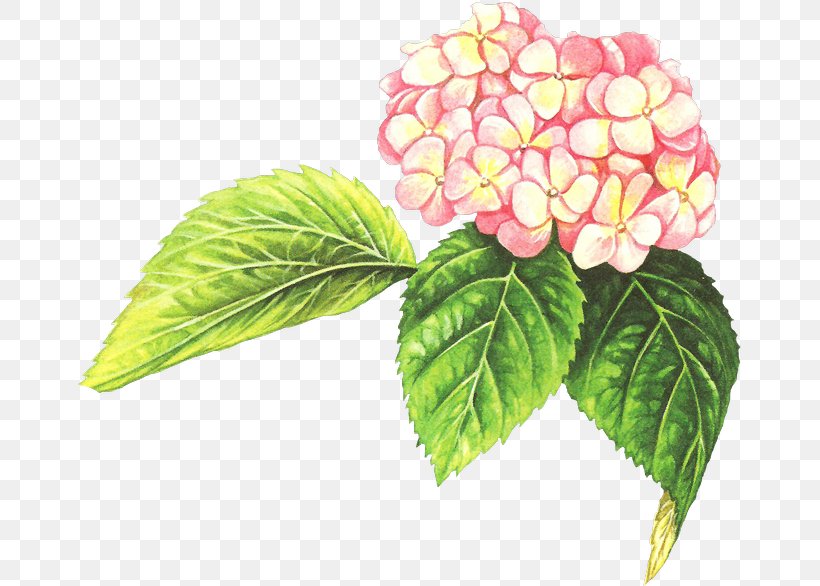 Watercolor Painting Leaf Petal Flower, PNG, 665x586px, Painting, Cornales, Flower, Flowering Plant, Food Download Free