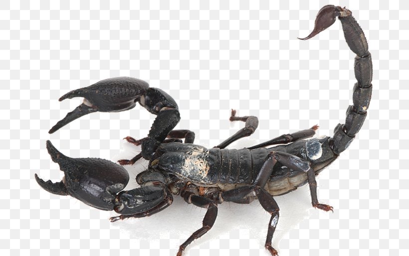 Emperor Scorpion Insect Arthropod Arachnid, PNG, 698x514px, Scorpion, Animal, Arachnid, Arizona Bark Scorpion, Arthropod Download Free