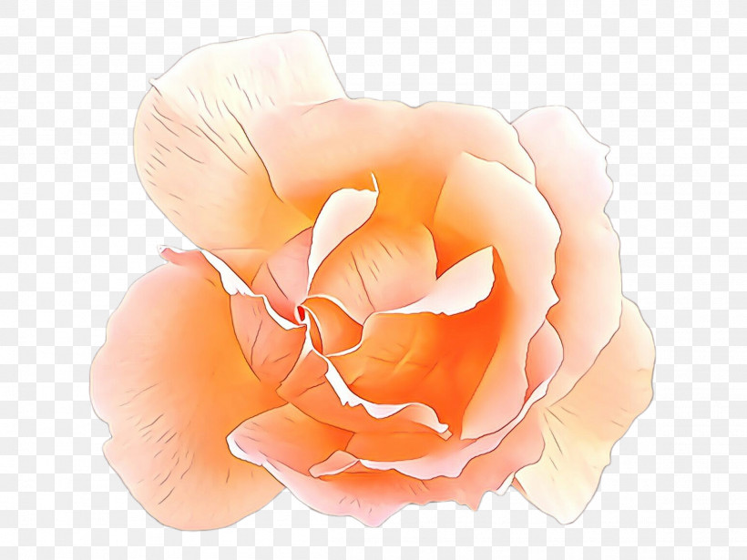 Garden Roses, PNG, 2307x1732px, Petal, Camellia, Closeup, Cut Flowers, Floribunda Download Free