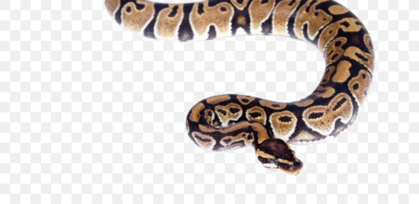 CC Moore & Co. Snake Oviparity, PNG, 800x400px, Snake, Animal, Organism, Oviparity, Pet Download Free