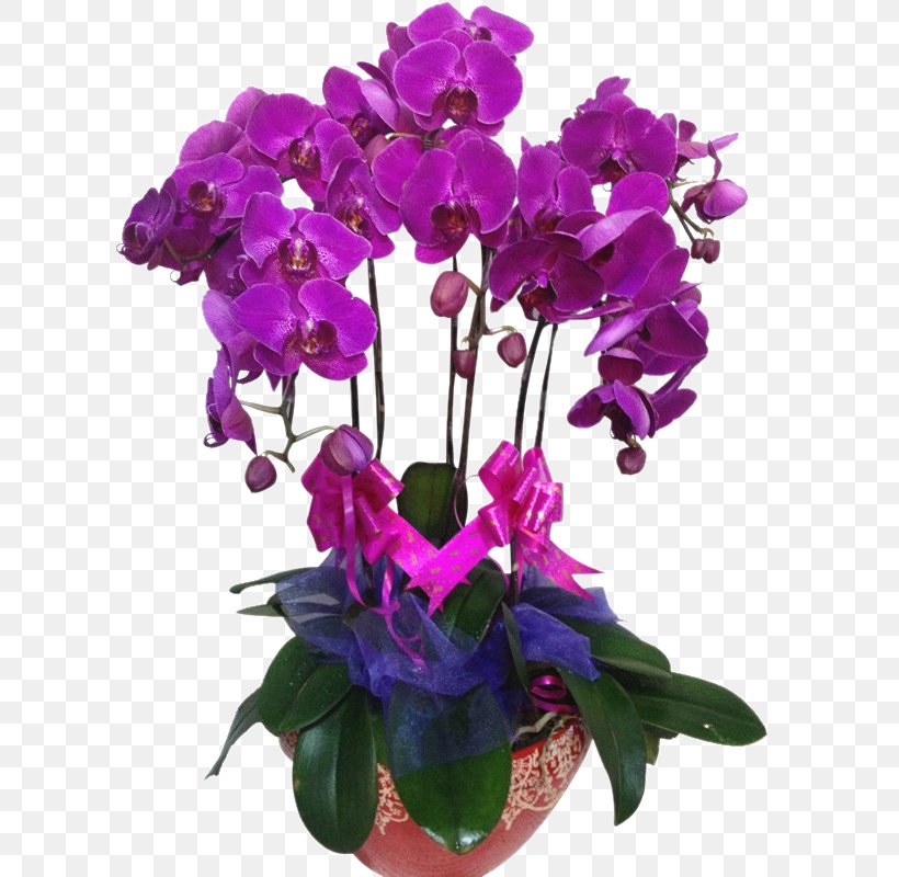 Moth Orchids Violet Flowerpot Cut Flowers, PNG, 800x800px, Moth Orchids, Cattleya, Cut Flowers, Floral Design, Floristry Download Free