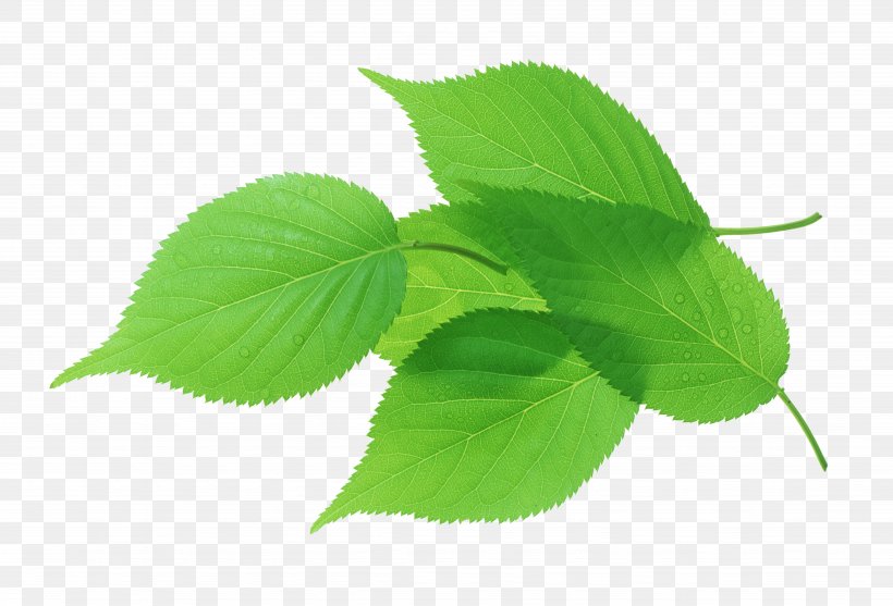 Leaf Green Transpiration Stock Photography, PNG, 5117x3482px, Leaf, Bladnerv, Ellipse, Green, Herb Download Free
