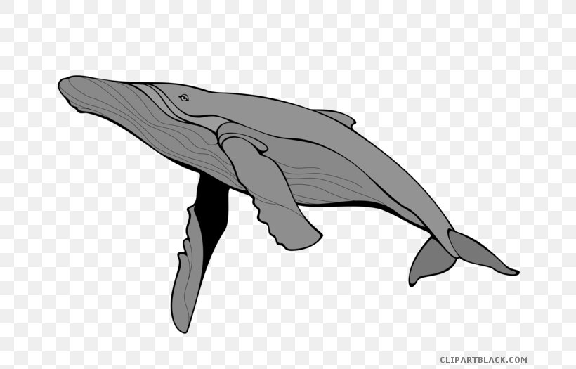 Clip Art Mammal Sea Creatures Gray Whale, PNG, 700x525px, Mammal, Automotive Design, Baleen Whale, Black And White, Blue Whale Download Free