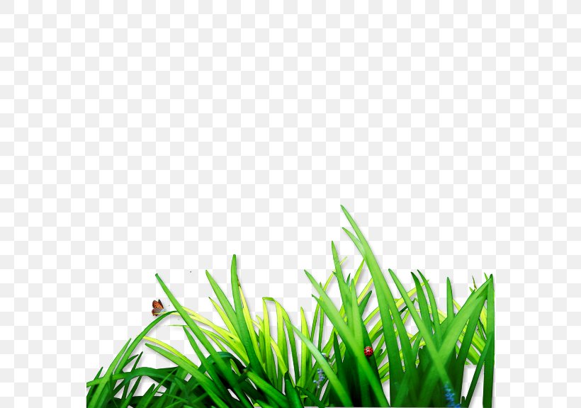 Download Lawn Computer File, PNG, 576x576px, Lawn, Google Images, Grass, Grass Family, Green Download Free