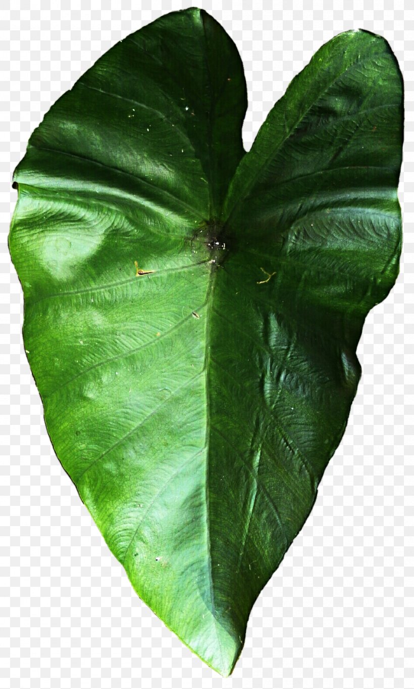Green Leaf, PNG, 948x1575px, Green, Leaf, Plant Download Free