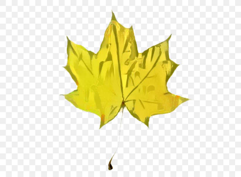 Maple Leaf Symmetry, PNG, 600x600px, Maple Leaf, Black Maple, Deciduous, Flower, Flowering Plant Download Free