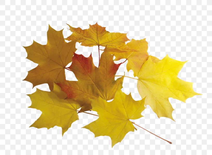 Autumn Leaf Color Image Yellow, PNG, 800x600px, Autumn Leaf Color, Autumn, Black Maple, Deciduous, Drawing Download Free