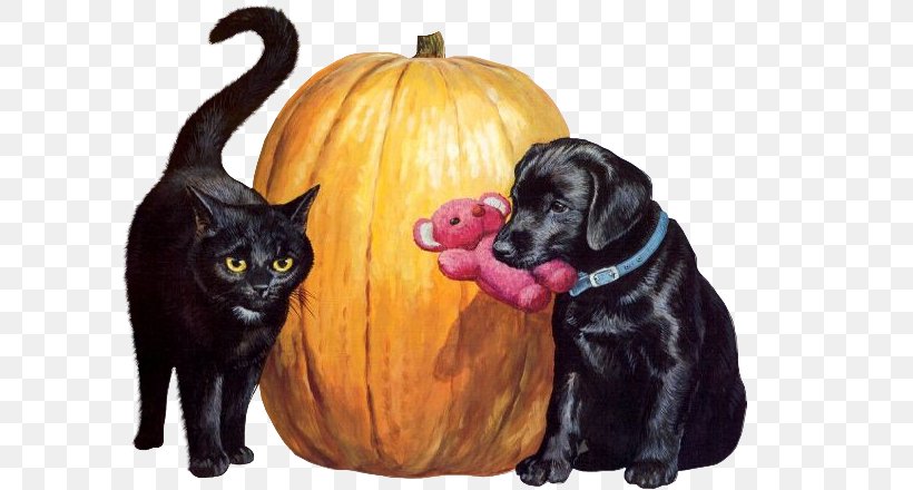 Black Cat Dog Kitten Puppy, PNG, 607x440px, Cat, Animal, Animal Shelter, Black Cat, Black Dog Download Free