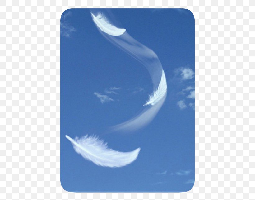 Feather Wind Bird Drawing, PNG, 497x642px, Feather, Air, Aqua, Bird, Crescent Download Free