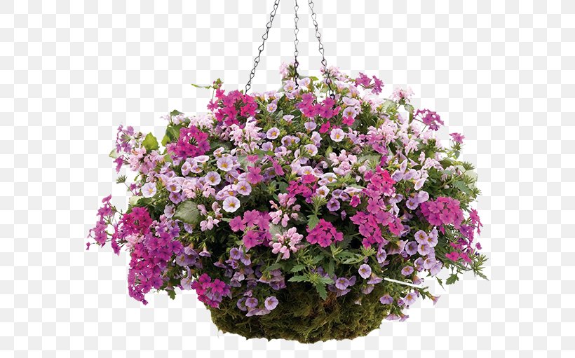 Hanging Basket Annuals And Perennials Annual Plant Garden Centre, PNG, 600x511px, Hanging Basket, Annual Plant, Annuals And Perennials, Basket, Calibrachoa Download Free