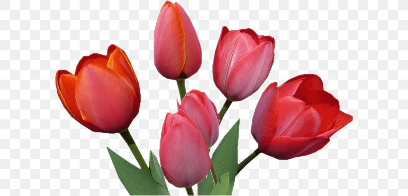 Tulip Cut Flowers Petal Plant Stem, PNG, 600x394px, Tulip, Cut Flowers, Flower, Flowering Plant, Lily Family Download Free
