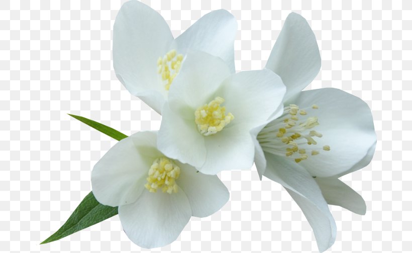 White Flower Color Clip Art, PNG, 680x504px, White, Blossom, Color, Dia, Digital Image Download Free