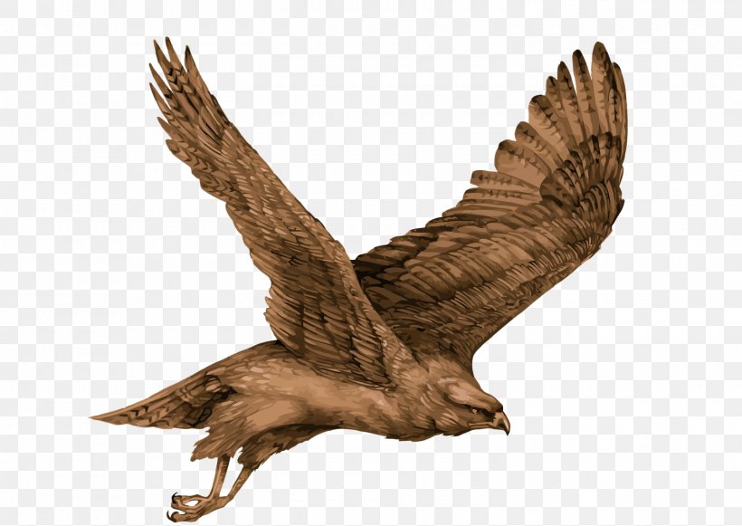 Eagle Bird Hawk, PNG, 1500x1063px, Eagle, Accipitriformes, Artworks, Beak, Bird Download Free
