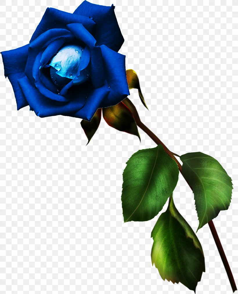Garden Roses Blue Rose Rosa Gallica Cut Flowers, PNG, 1098x1354px, Garden Roses, Beauty, Blue, Blue Rose, Color Download Free