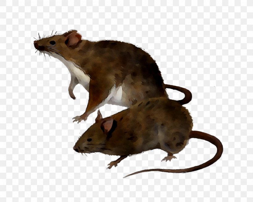Rat Amazon.com Mus Mousetrap Electronic Pest Control, PNG, 1098x878px, Rat, Aliexpress, Amazoncom, Degu, Electronic Pest Control Download Free
