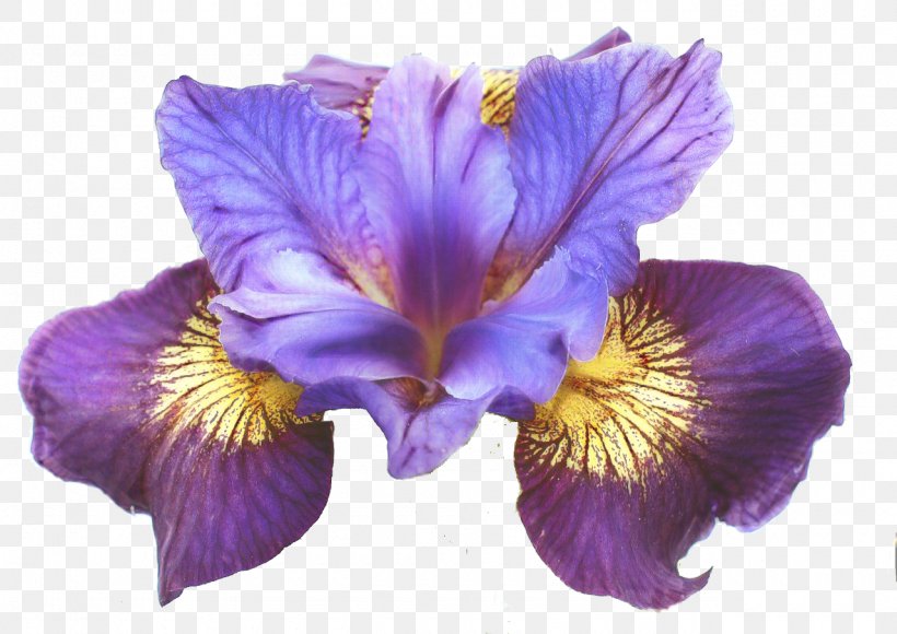 Siberian Iris Northern Blue Flag Iris Flower Data Set Japanese Water Iris Botany, PNG, 1280x906px, Siberian Iris, Algerian Iris, Bearded Iris, Botany, Cattleya Download Free