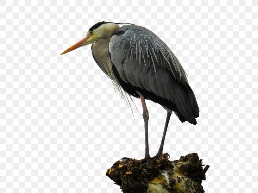 Grey Heron Bird Image, PNG, 960x720px, Heron, Animal, Animal Sauvage, Beak, Bird Download Free