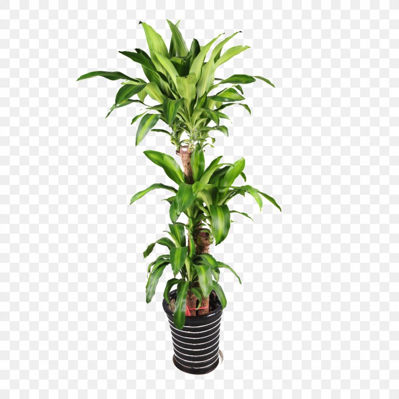 Plant Flowerpot Bonsai, PNG, 1024x1024px, Plant, Bonsai, Devils Ivy, Evergreen, Flower Download Free