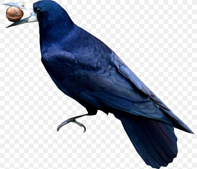 American Crow Rook New Caledonian Crow Cobalt Blue, PNG, 800x706px, American Crow, Beak, Bird, Blackbird, Blackbird Singing Download Free