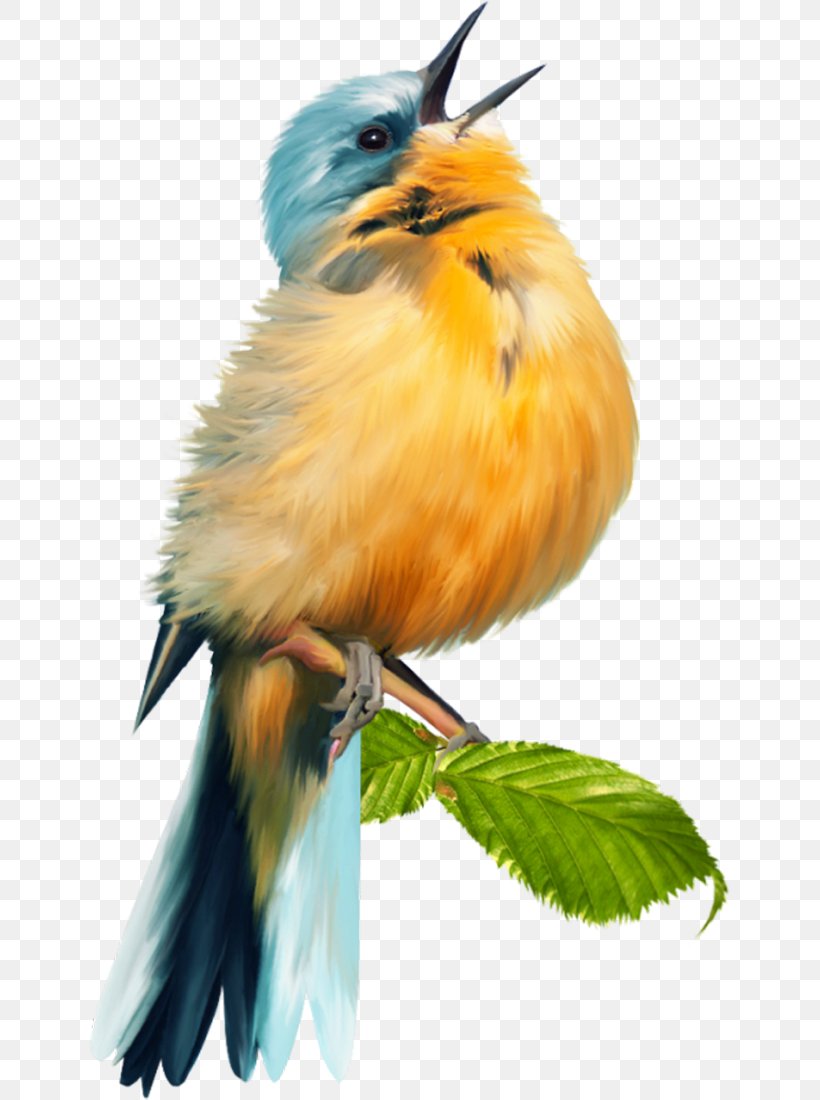 Bird Scrapbooking, PNG, 641x1100px, Bird, Beak, Bird Vocalization, Digital Image, Fauna Download Free