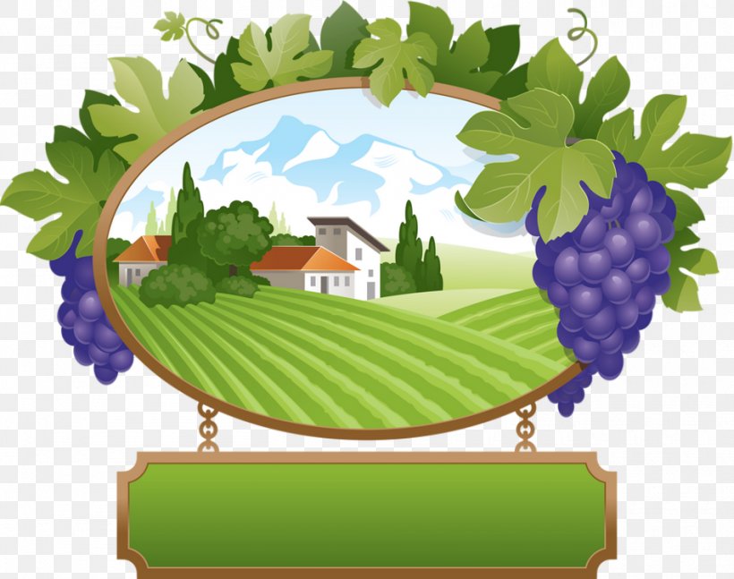 Common Grape Vine Desktop Wallpaper Raisin, PNG, 950x750px, Grape, Blog, Centerblog, Color, Common Grape Vine Download Free